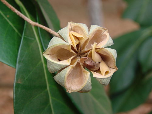 Esenbeckia leiocarpa